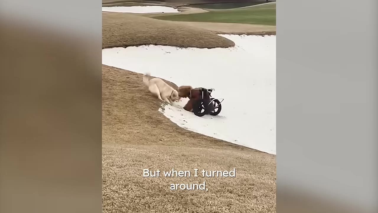 A golden retriever uses its mouth to pull a dog in a wheelchair up from a sandy golf course bunker.