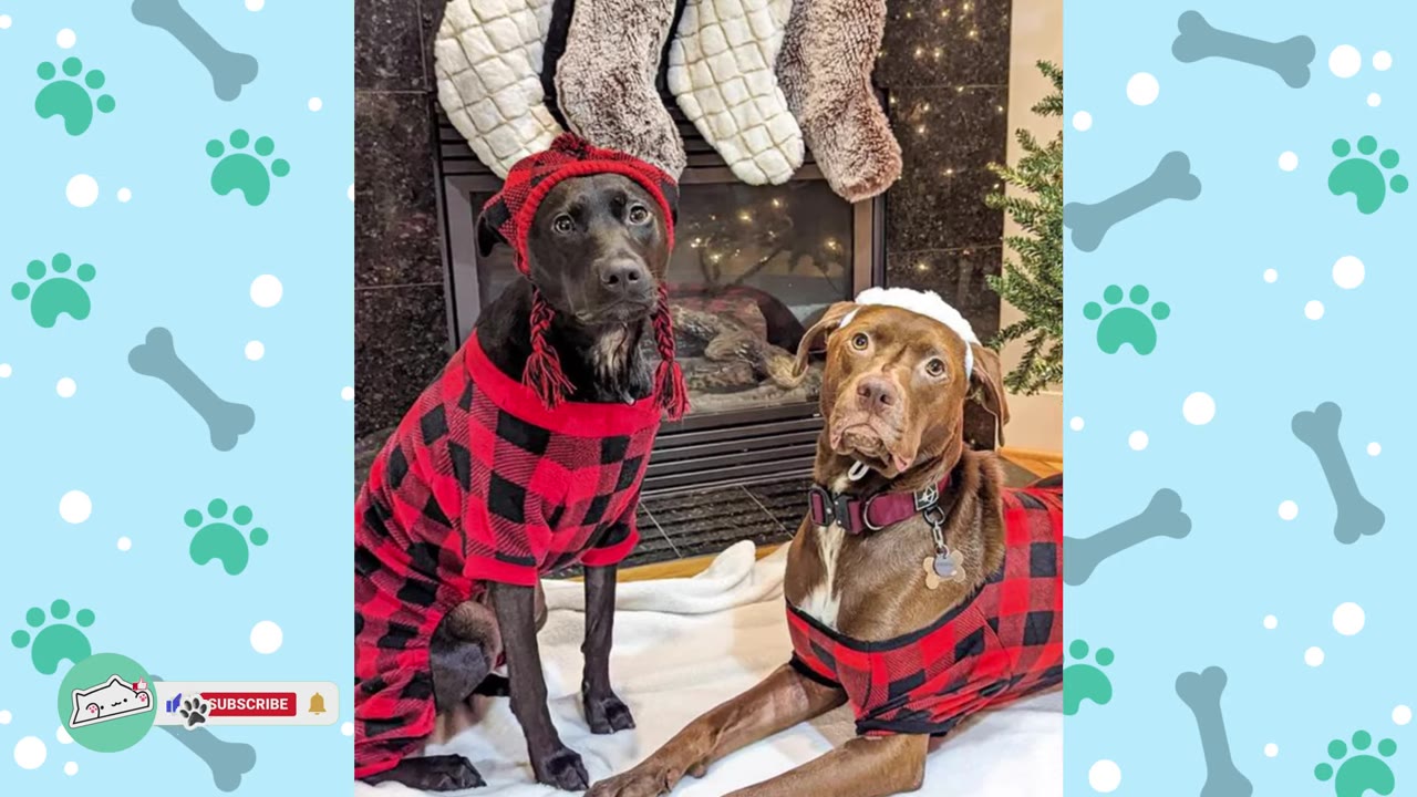 A black dog wearing a red and black plaid sweater and matching hat sits next to a brown dog wearing a matching plaid sweater and a white hat, both posing in front of a fireplace.