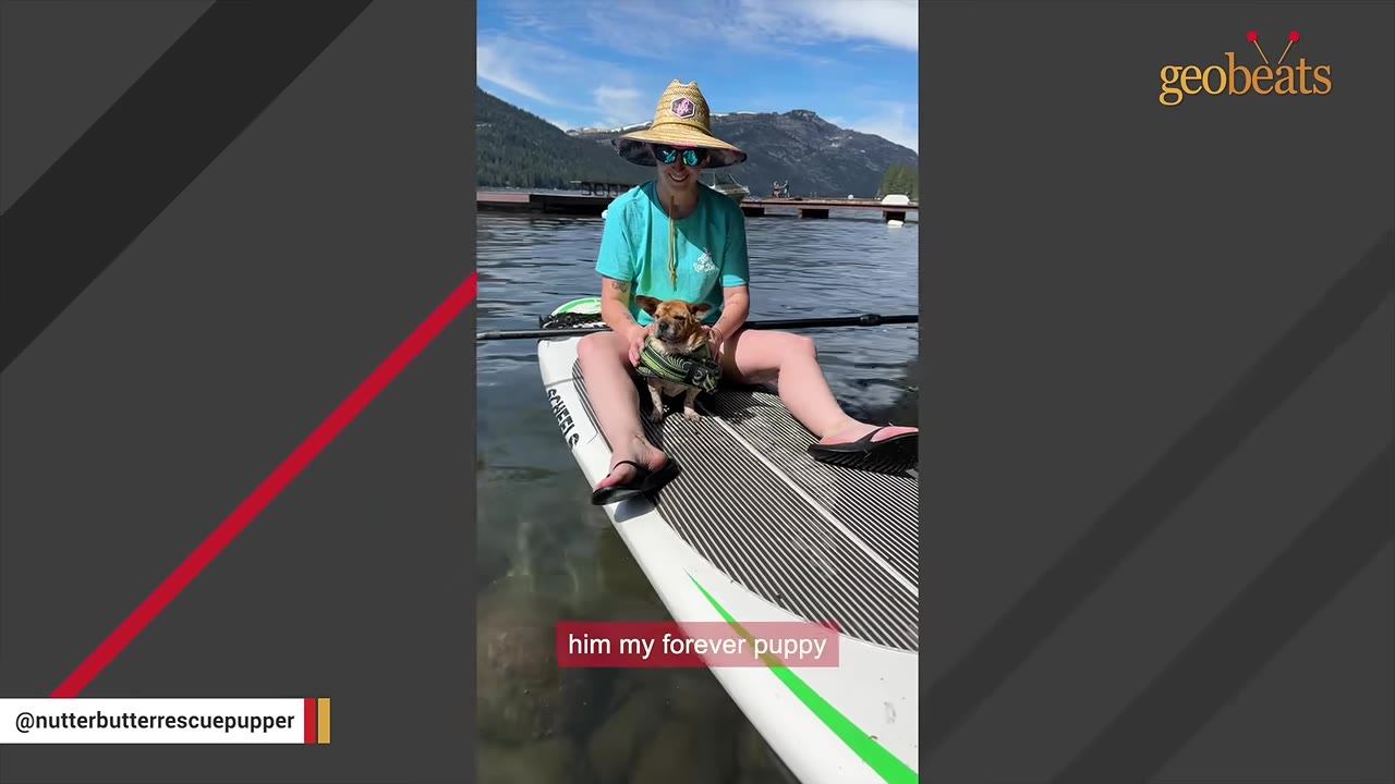 A woman wearing a straw hat and sunglasses sits on a paddleboard on a lake with a small brown dog wearing a life vest.