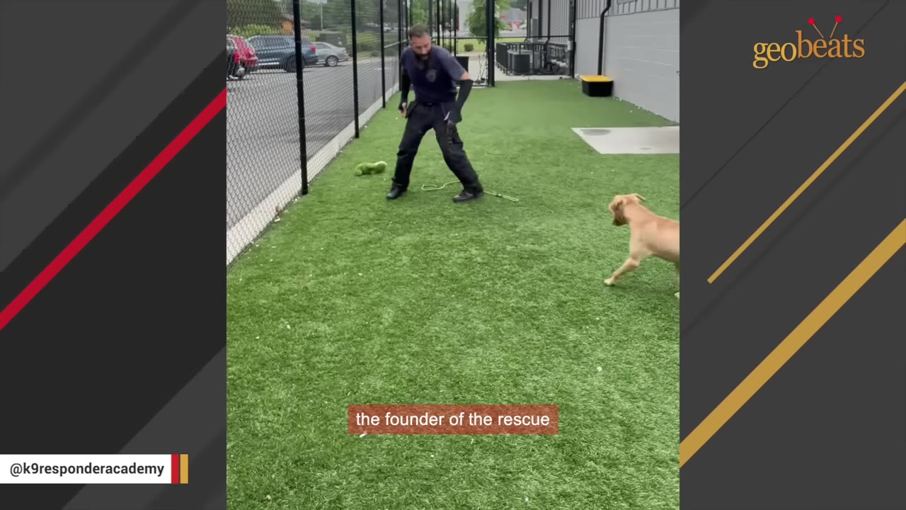 A man in a dark t-shirt and black pants stands on a green turf field facing a light brown dog running towards him.