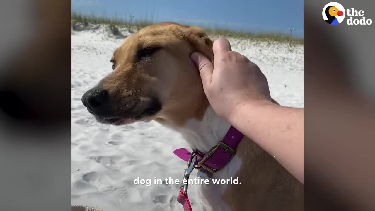 A close-up of a tan and white dog wearing a purple collar being gently petted on the head by a person's hand on a white sand beach.