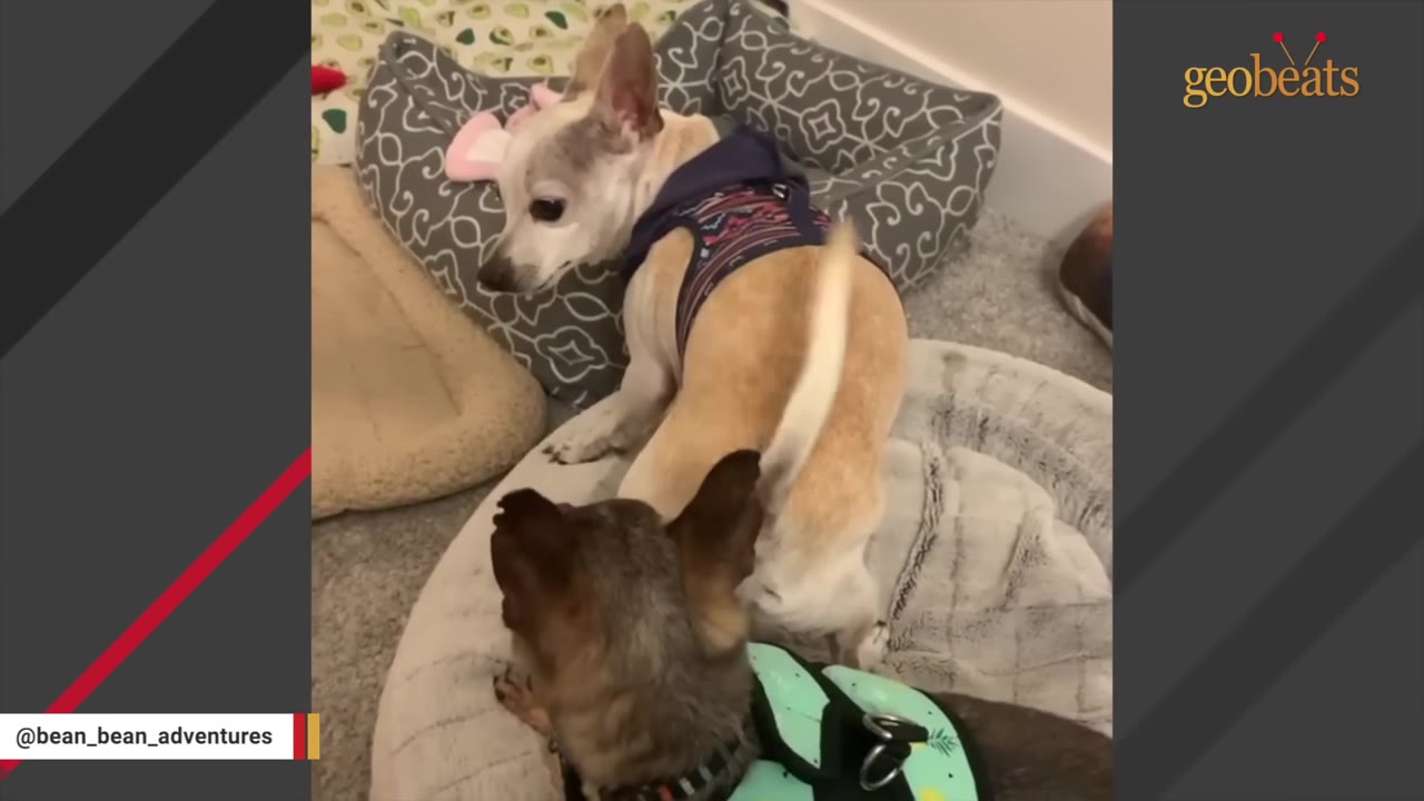 A small, light-colored dog wearing a blue patterned harness stands in a dog bed, looking back over its shoulder at another small, dark-colored dog.