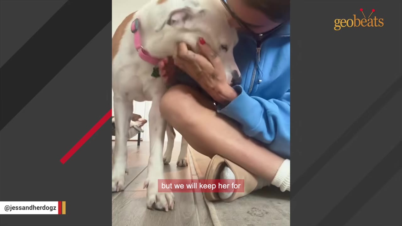 A white and brown dog with a pink collar gently rests its head in the hands of its foster mom, who is sitting on the floor in a blue sweatshirt and kissing the dog's head.