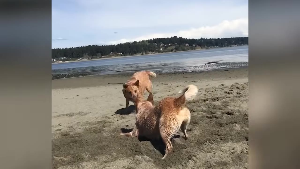 Two tan cattle dogs playing together on a sandy beach with a body of water and forested shoreline in the background.
