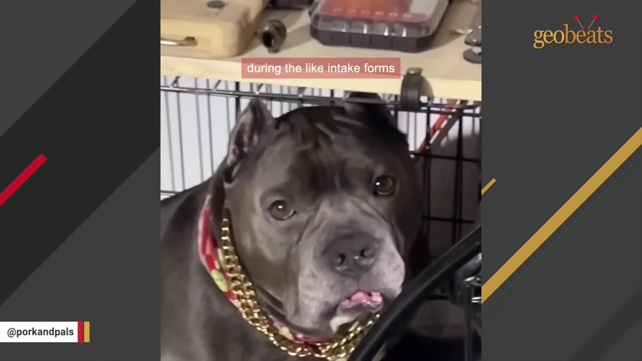 A grey pit bull-type dog with cropped ears and a gold chain collar looks directly at the camera while sitting in front of a wire crate.