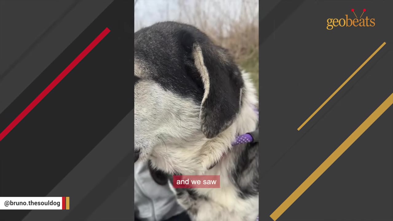 A close-up side profile of a black and white dog wearing a purple collar outdoors.