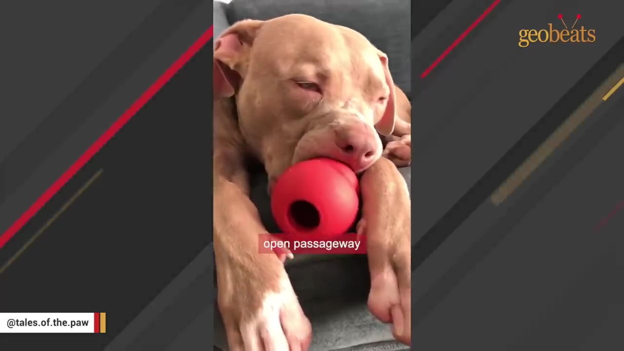 A light brown dog lies down with a red rubber toy held in its mouth to prop its jaws open.