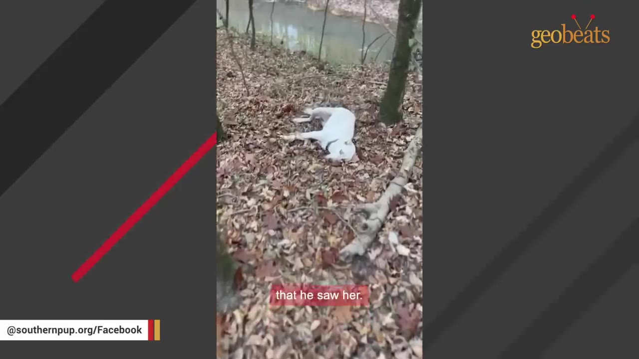 A white dog lies on its side on a forest floor covered in dry autumn leaves, appearing still and isolated among the trees.