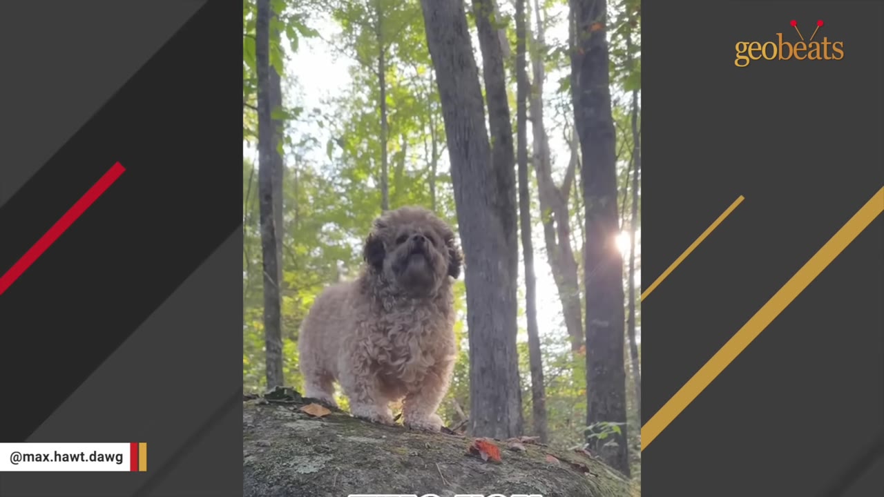 A small, fluffy brown dog stands alone on a mossy rock in a wooded forest.