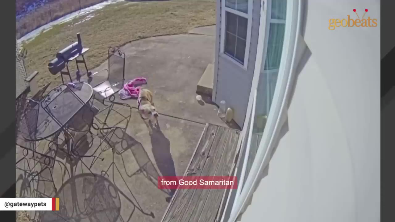 A security camera view of a backyard patio where a light-colored dog stands looking toward the house door.