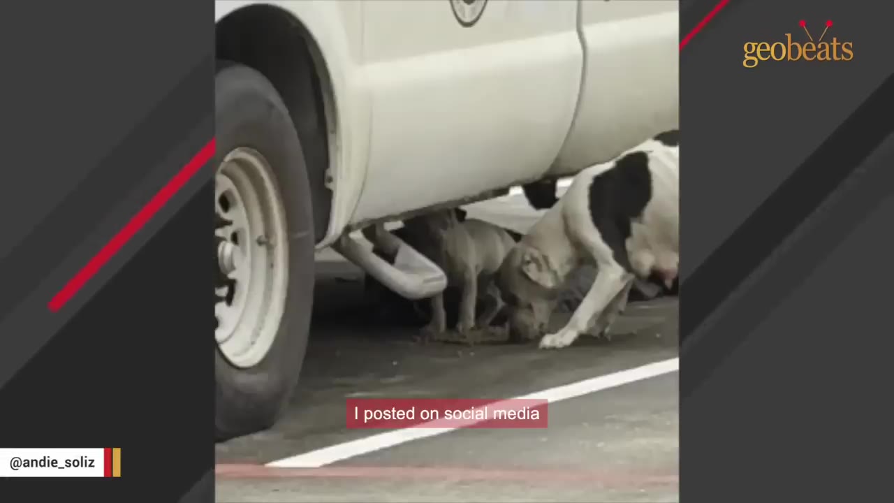 A black and white dog and a puppy seek shelter underneath a white truck parked on asphalt.