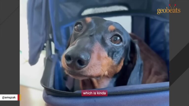 Texas Dog’s Stroller Rides Turn Heads Because Strangers Keep Mistaking Him For A Baby