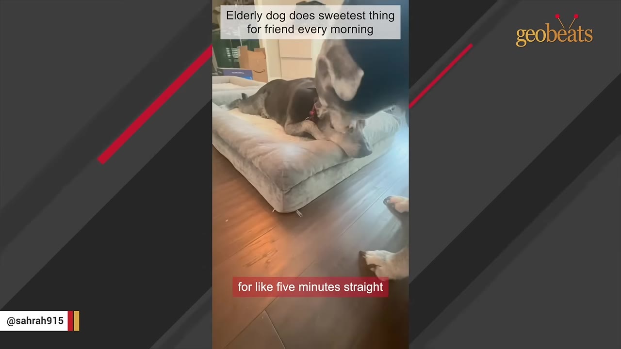 A grey dog lies resting on a large dog bed while another dog stands over him, gently leaning down to sniff or lick his head.