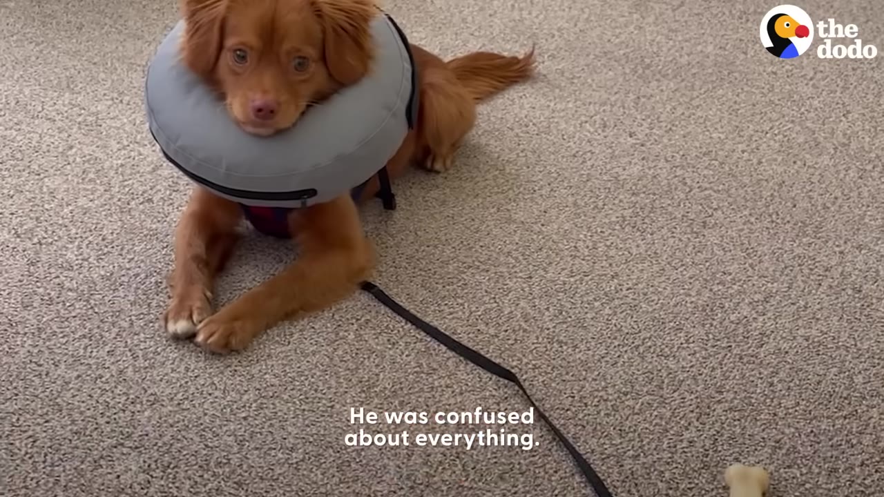 A small brown dog wearing a grey inflatable protective collar lies on a carpeted floor, looking up with a sad expression.