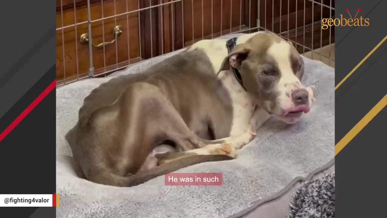 An emaciated brown and white dog lies curled up in a grey pet bed inside a wire enclosure.