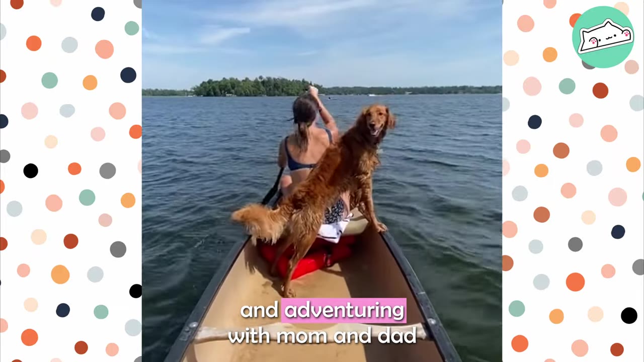 A golden retriever stands on the bow of a canoe on a lake, looking back towards the camera while a woman paddles in the background.