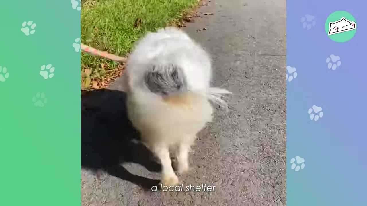 A fluffy white dog with a grey patch on its back walks on a leash along a paved path, with the text 'a local shelter' overlaid at the bottom.