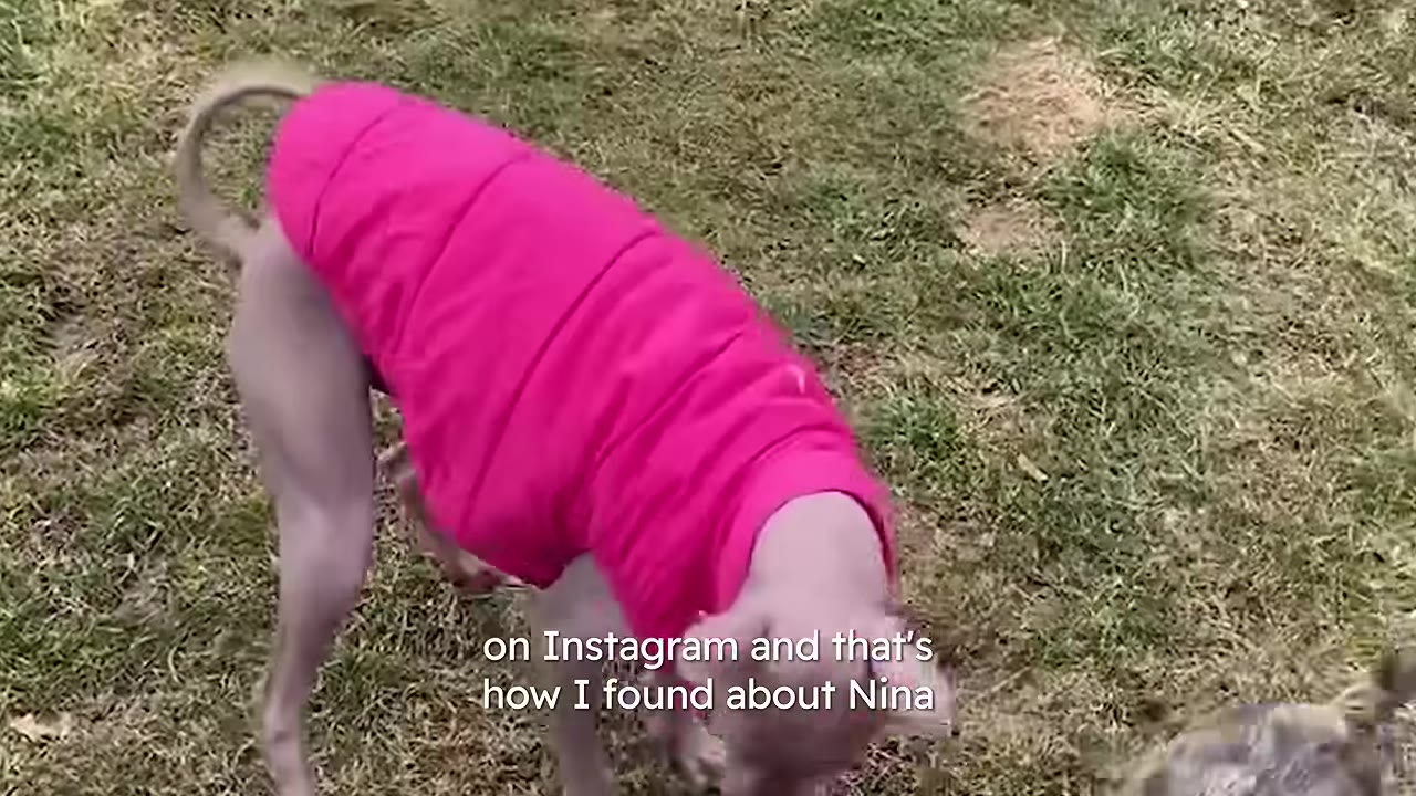 A hairless dog wearing a bright pink coat stands on a grassy lawn, with video subtitles reading 'on Instagram and that's how I found about Nina'.