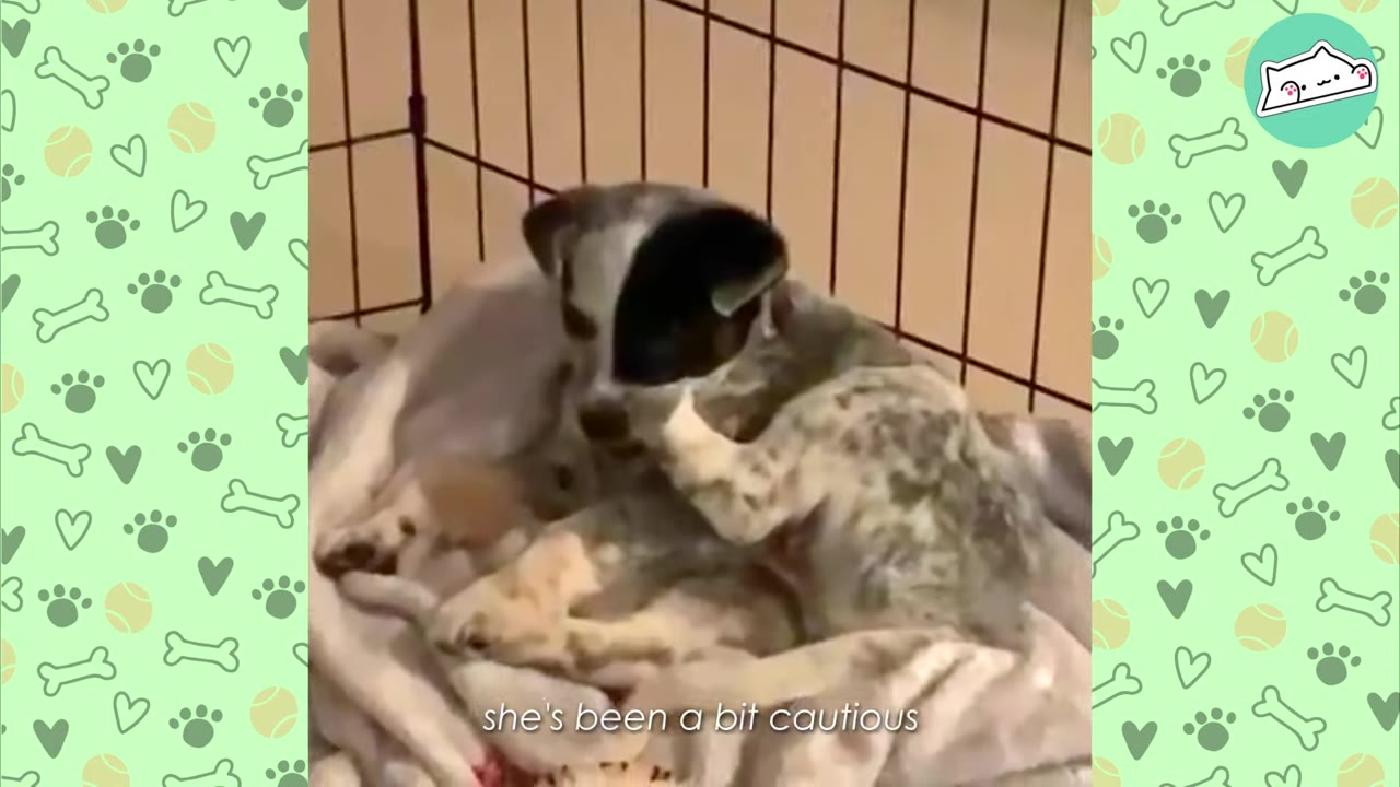 A speckled puppy sitting cautiously on blankets inside a wire playpen.
