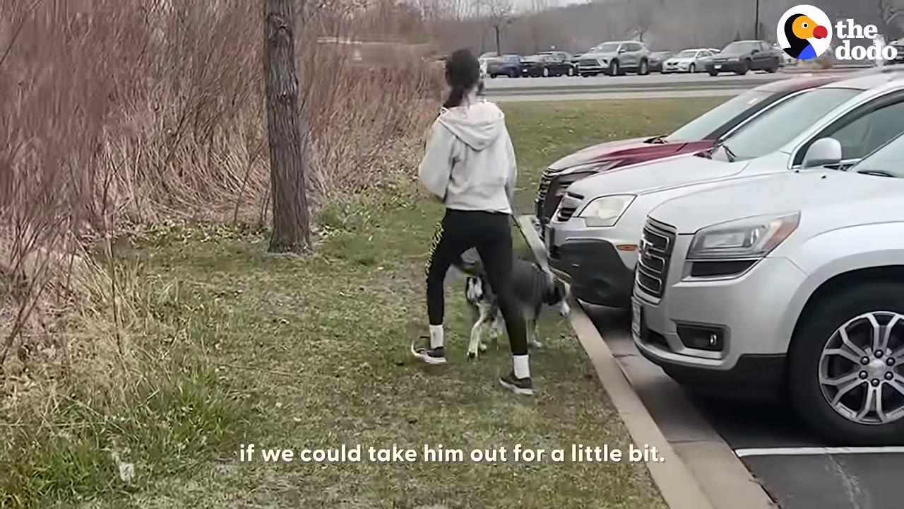 A girl in a grey hoodie and black leggings walks a large grey and white dog on a leash along a grassy strip next to a parking lot.