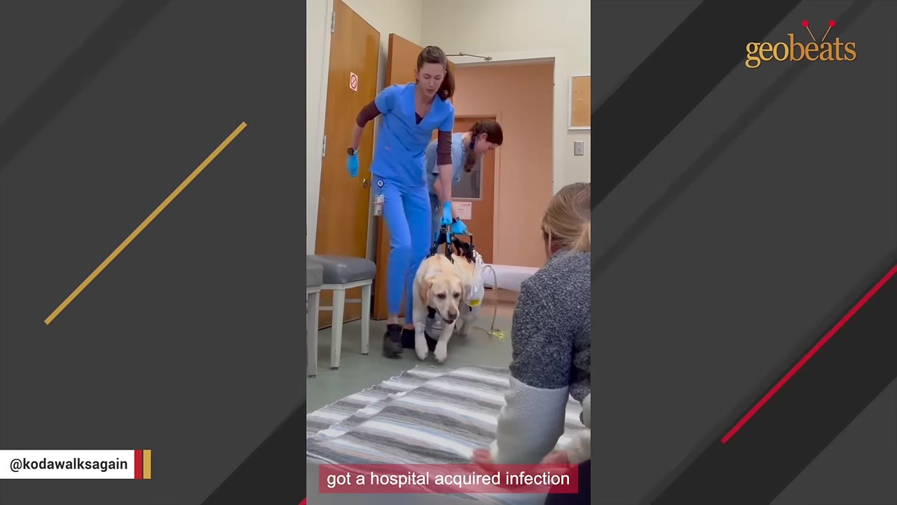 A yellow Labrador Retriever named Koda is supported by a harness and two veterinary clinic staff members in blue scrubs as he tries to walk.