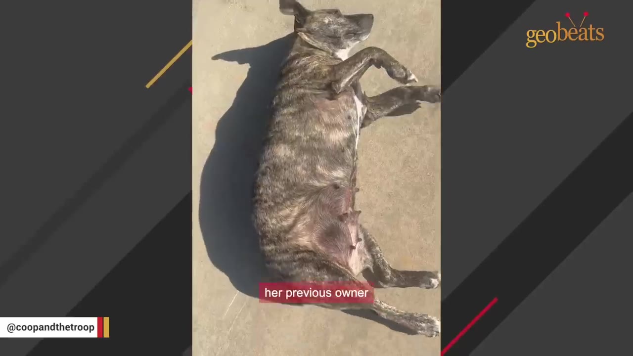 A brindle dog lying on its back on a concrete surface, with a text overlay that reads 'her previous owner'.