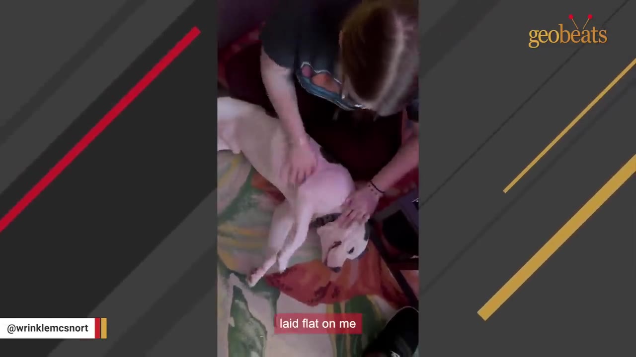 A woman bends down to pet a white and grey dog lying on its back on a colorful rug.