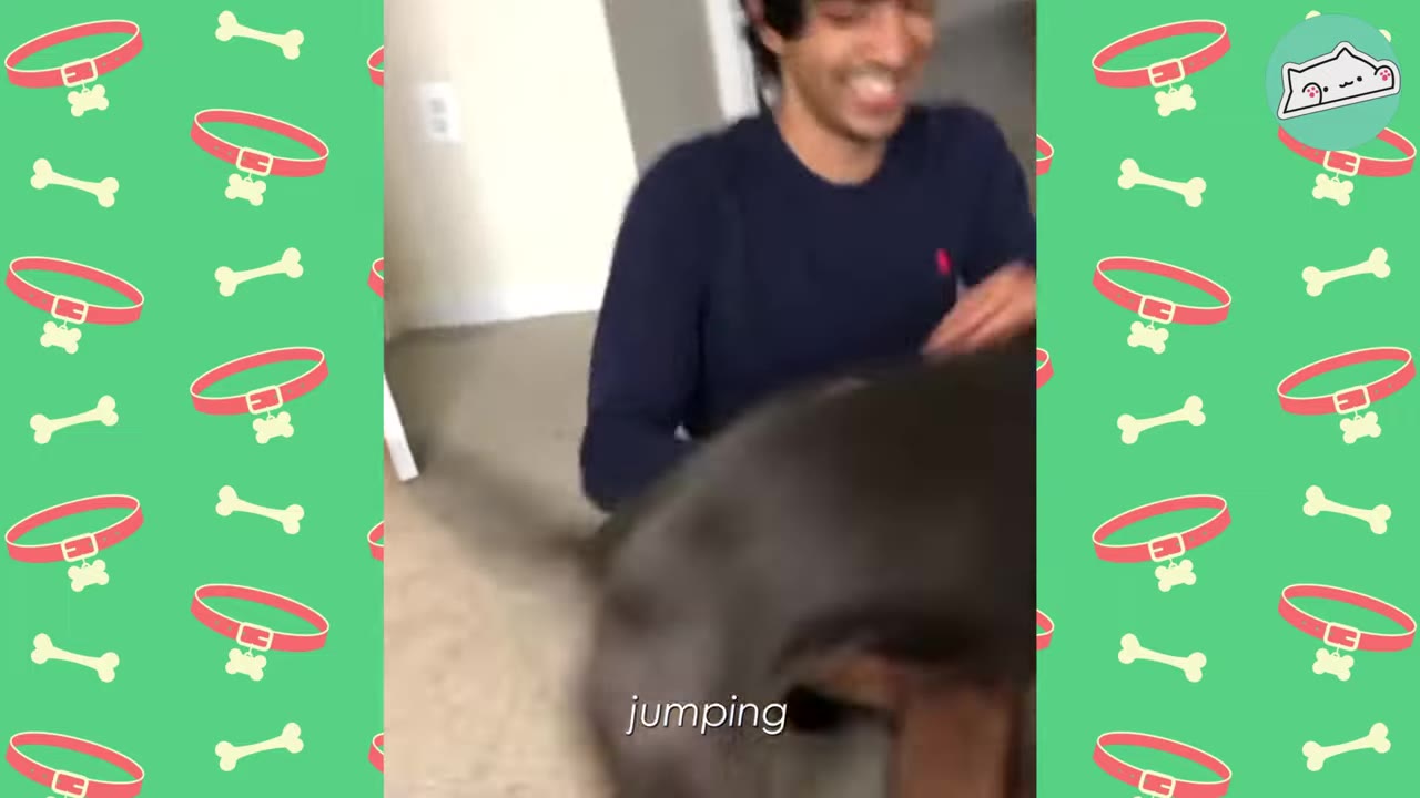 A dark-furred dog energetically jumps up towards a smiling man sitting on the floor.