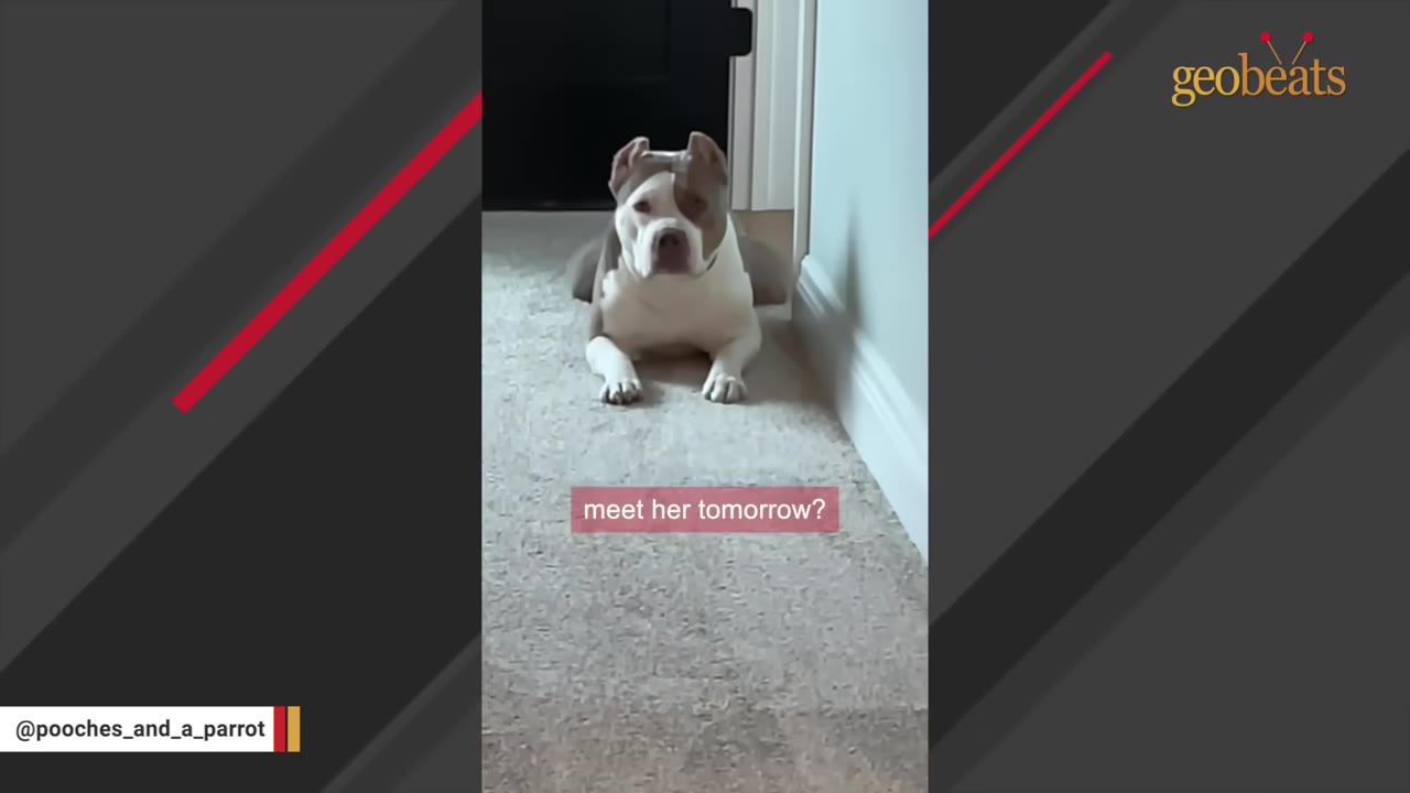 A brown and white pit bull-type dog lies on a carpeted floor, looking directly at the camera.