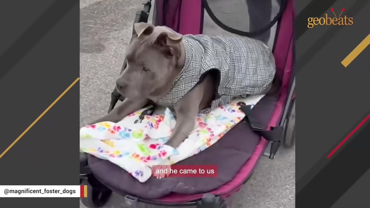 A gray pit bull wearing a plaid coat lies on a colorful blanket inside a pink and black pet stroller.