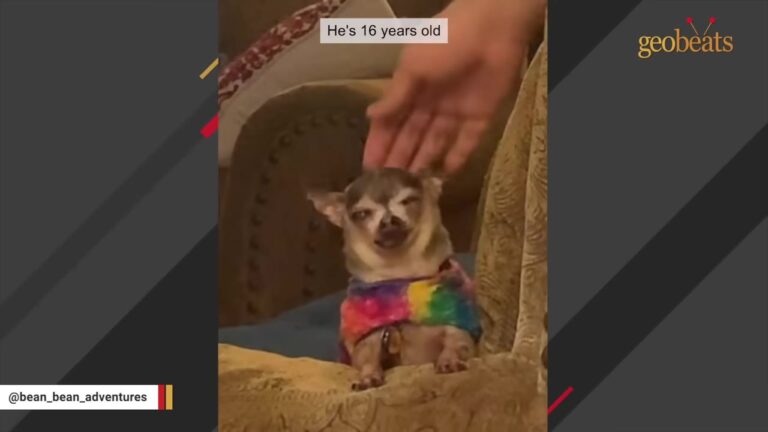 Three-Pound California Dog Abandoned In Yard Looks Helpless, But His Reaction To Everything Catches Everyone Off Guard