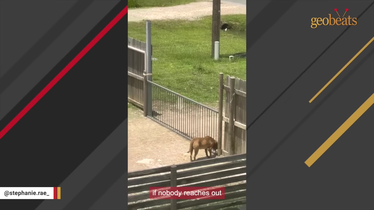 A brown dog stands near a metal gate on a dirt path next to a grassy area.