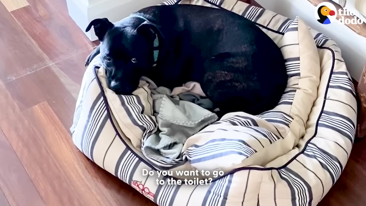 A black dog named Dennis lies curled up in a striped dog bed, looking up with a skeptical expression as the subtitle reads, 'Do you want to go to the toilet?'