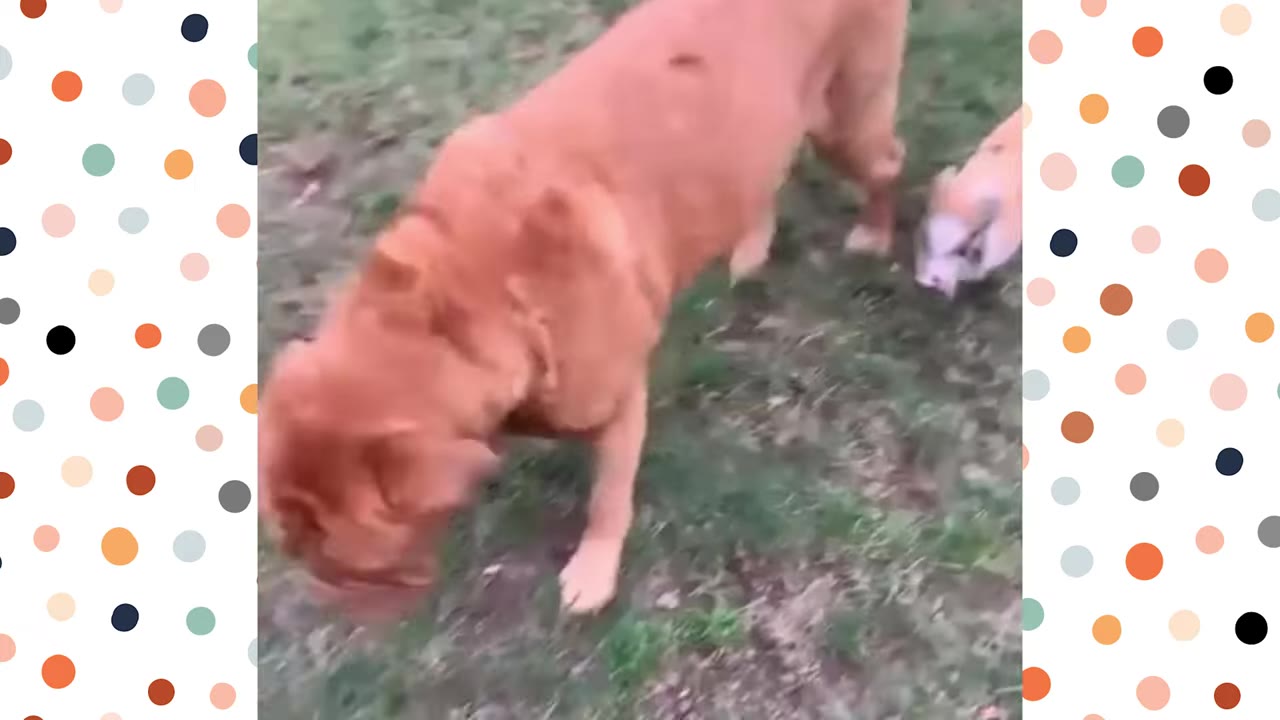 A large, reddish-brown Dogue de Bordeaux dog walks gently on a grassy lawn next to a tiny pink piglet.