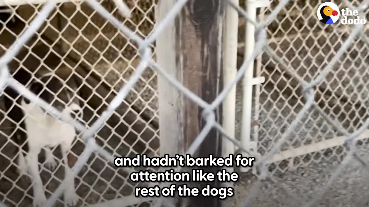 A black and white dog stands behind a chain-link fence, looking out quietly.