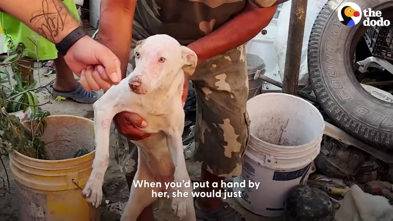 A light-colored dog flinches and pulls its head back as a person's hand reaches out toward its face.