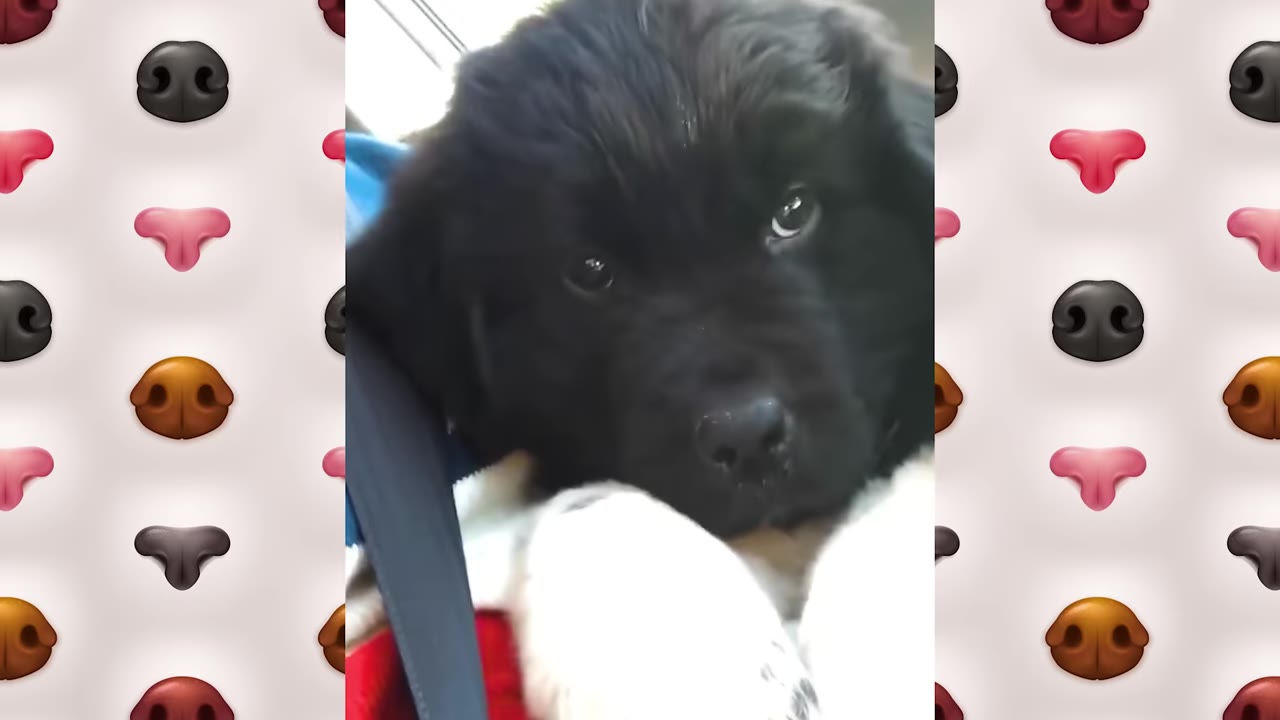 A close-up of a fluffy black puppy with white paws looking directly at the camera.
