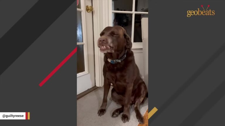 Georgia Dog Keeps Making One Alarming Face, Then Her Vet Gives The Family An Unexpected Answer
