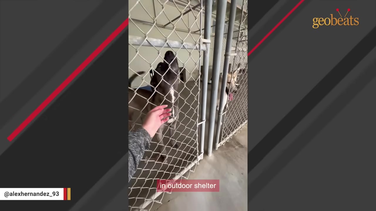 A hand reaches out to touch a dog behind a chain-link fence in an outdoor shelter kennel.