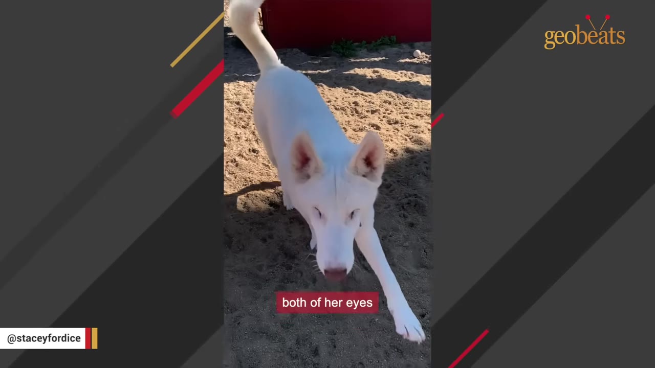 A white dog with closed eyes stands on a sandy ground, facing the camera.