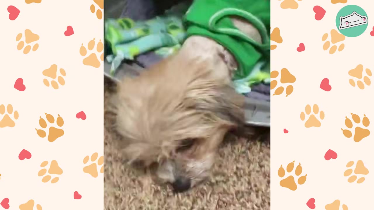 A small, light brown dog wearing a green shirt lies down with its head resting on the floor, looking weak and sad.
