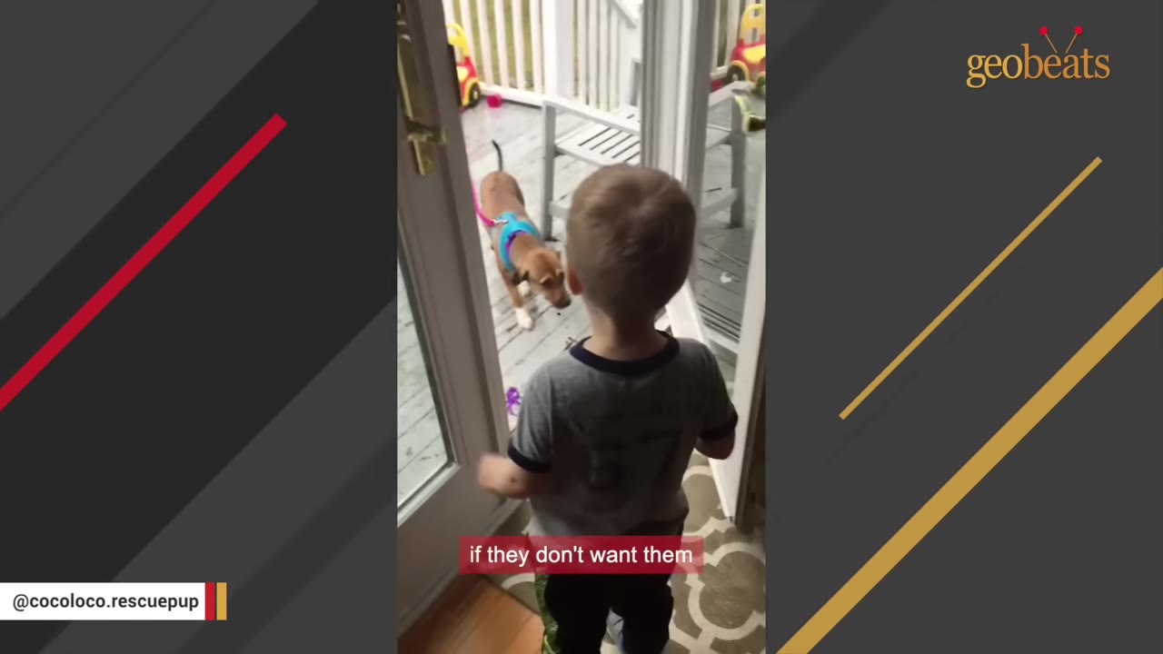 A young boy stands inside looking through a glass door at a small brown puppy wearing a blue harness on a wooden deck.