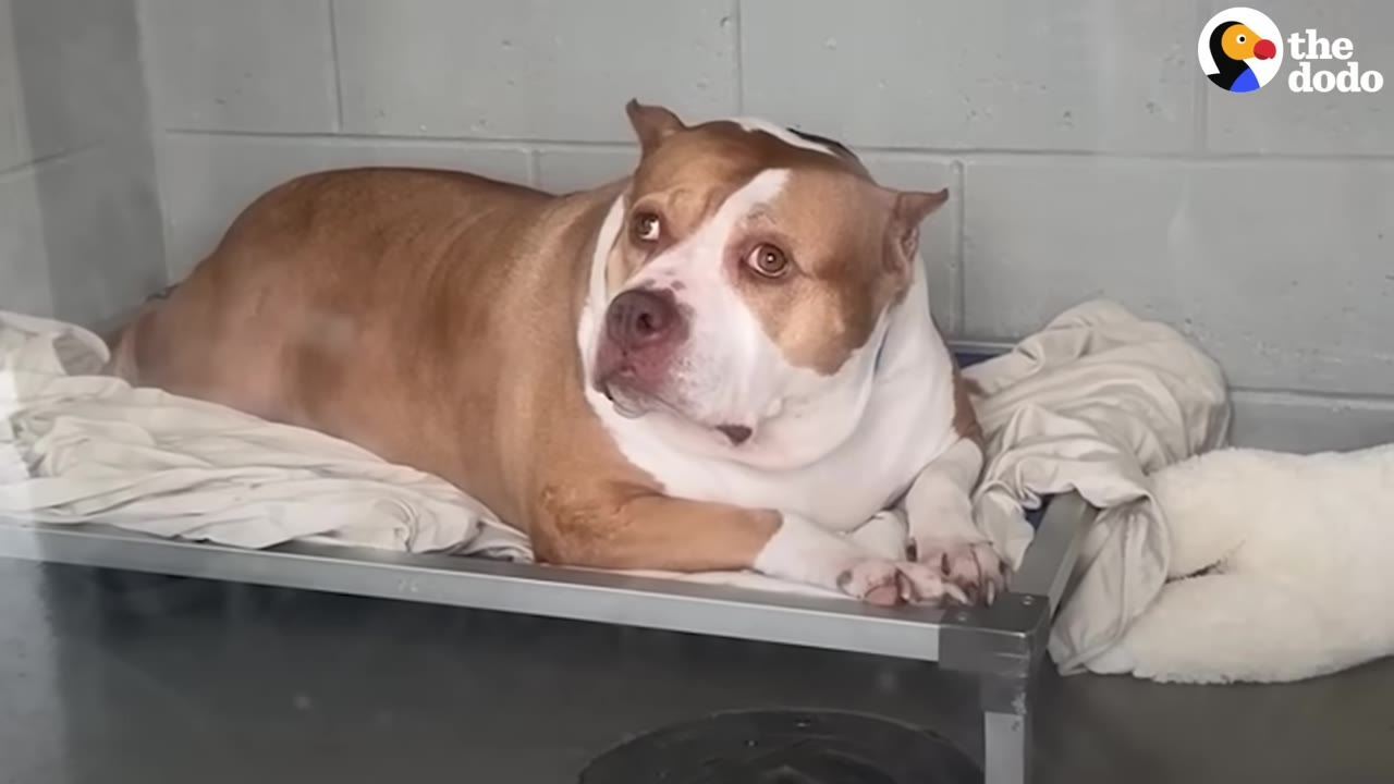 A brown and white dog with sad eyes lies on a raised bed inside a shelter kennel.