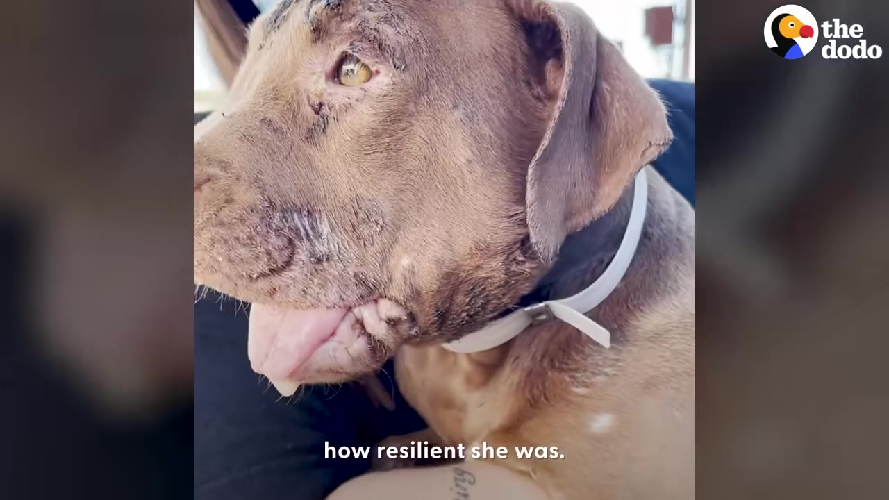 A close-up of a brown dog with severe scarring and skin irritation on its face, looking off to the side with its tongue slightly out.