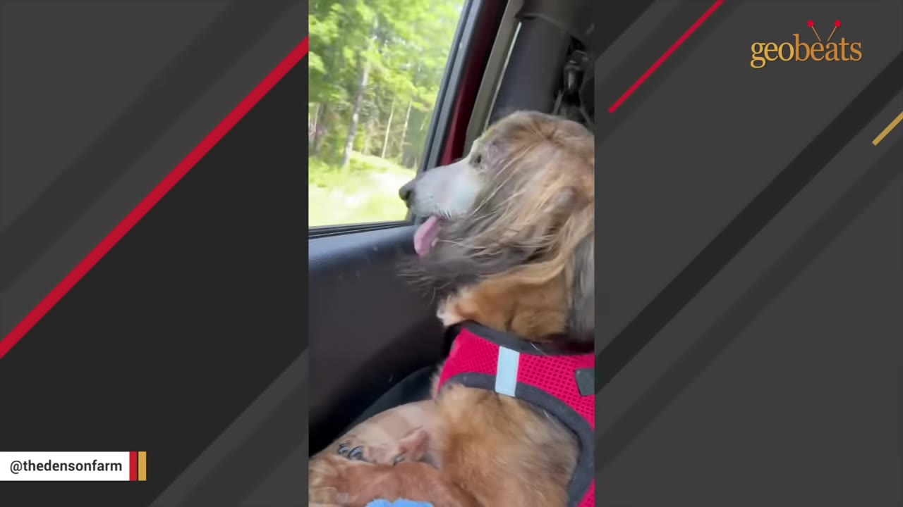 An elderly long-haired dachshund wearing a red harness looks out of a car window, its tongue slightly sticking out.