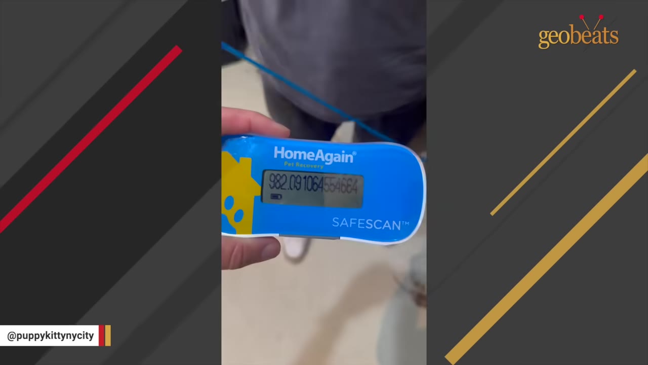 A close-up of a hand holding a blue and yellow HomeAgain microchip scanner displaying a microchip number.