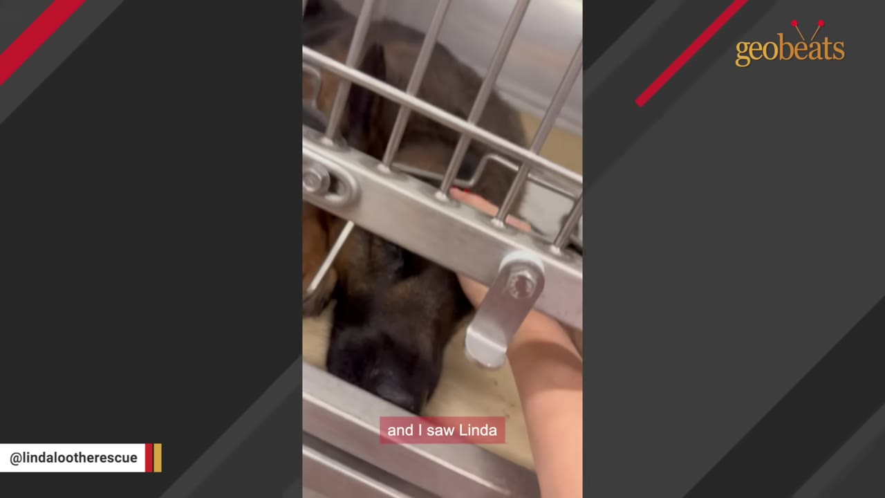 A German Shepherd lies inside a metal shelter cage as a hand reaches through the bars to pet its head.