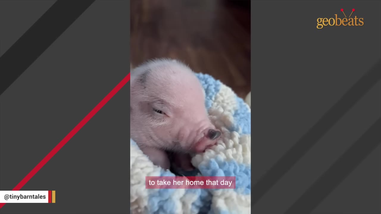 A close-up shot of a tiny, pink newborn piglet wrapped snugly in a blue and white knit blanket.