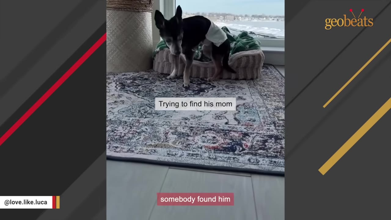 A small, senior black and tan dog stands on a patterned rug next to a dog bed, looking down.