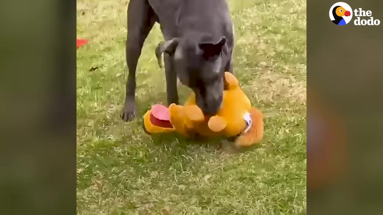 A grey dog stands on a grassy lawn, chewing on a yellow plush toy.